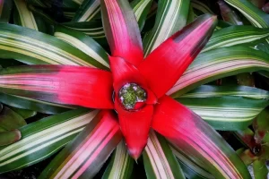 Bromeliaceae