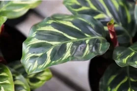 10 plants that resist the panache even without too much light