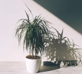 10 plants that resist the panache even without too much light 2