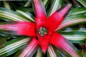 10 plants that resist the panache even without too much light 3